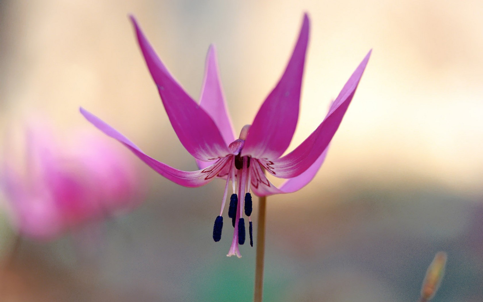 blumen groß unten