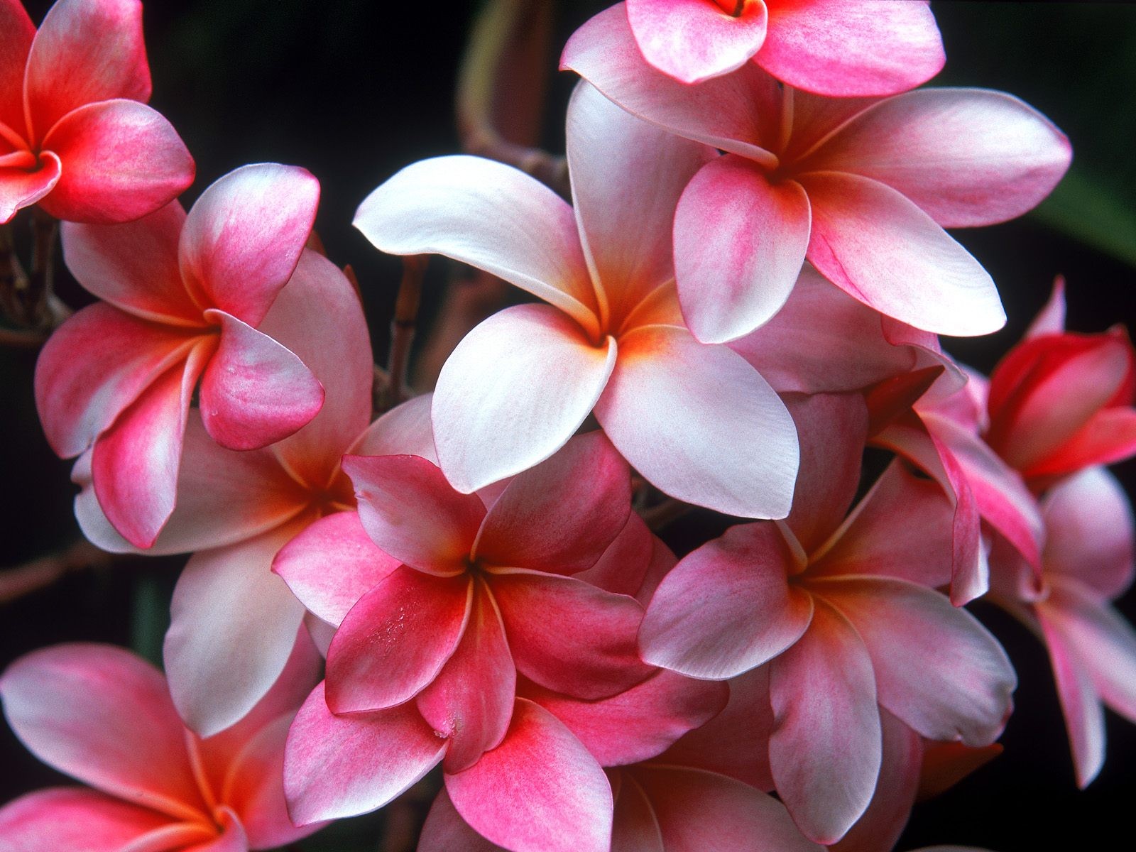 belleza flores jardín