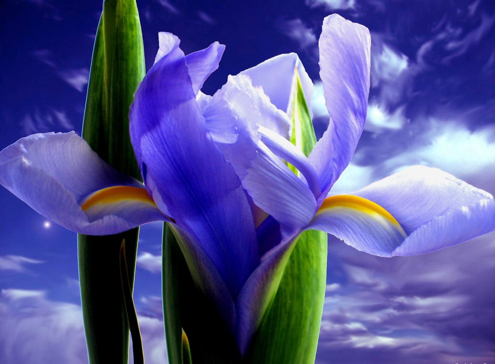 iris himmel farbe