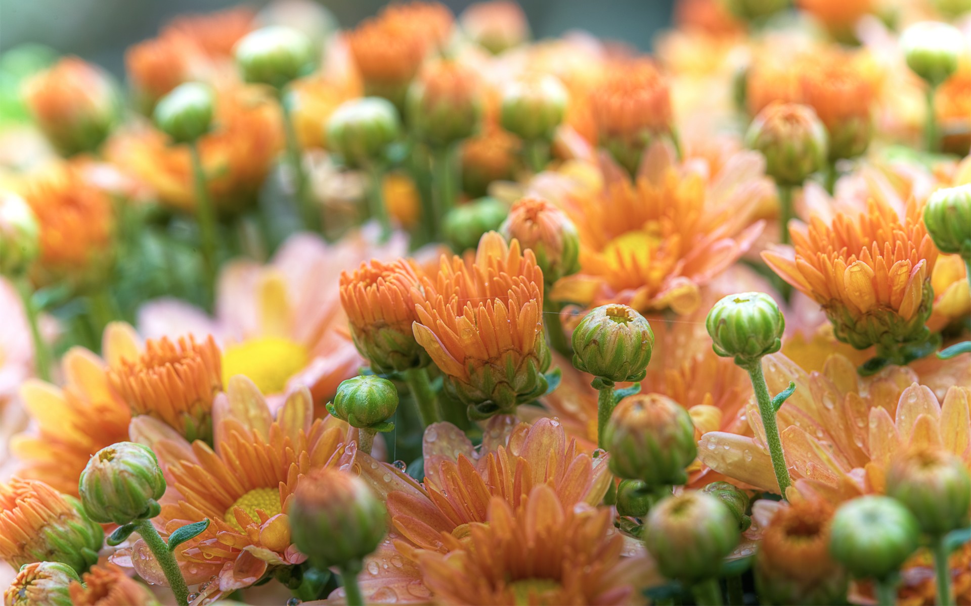 fiori gerbere boccioli petali macro gocce rugiada