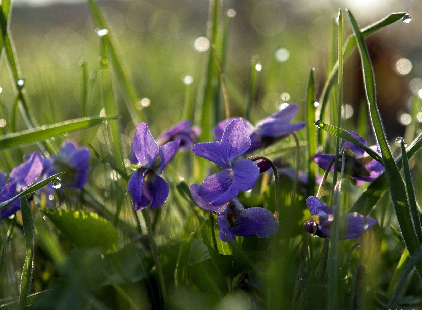 feld blüten tau