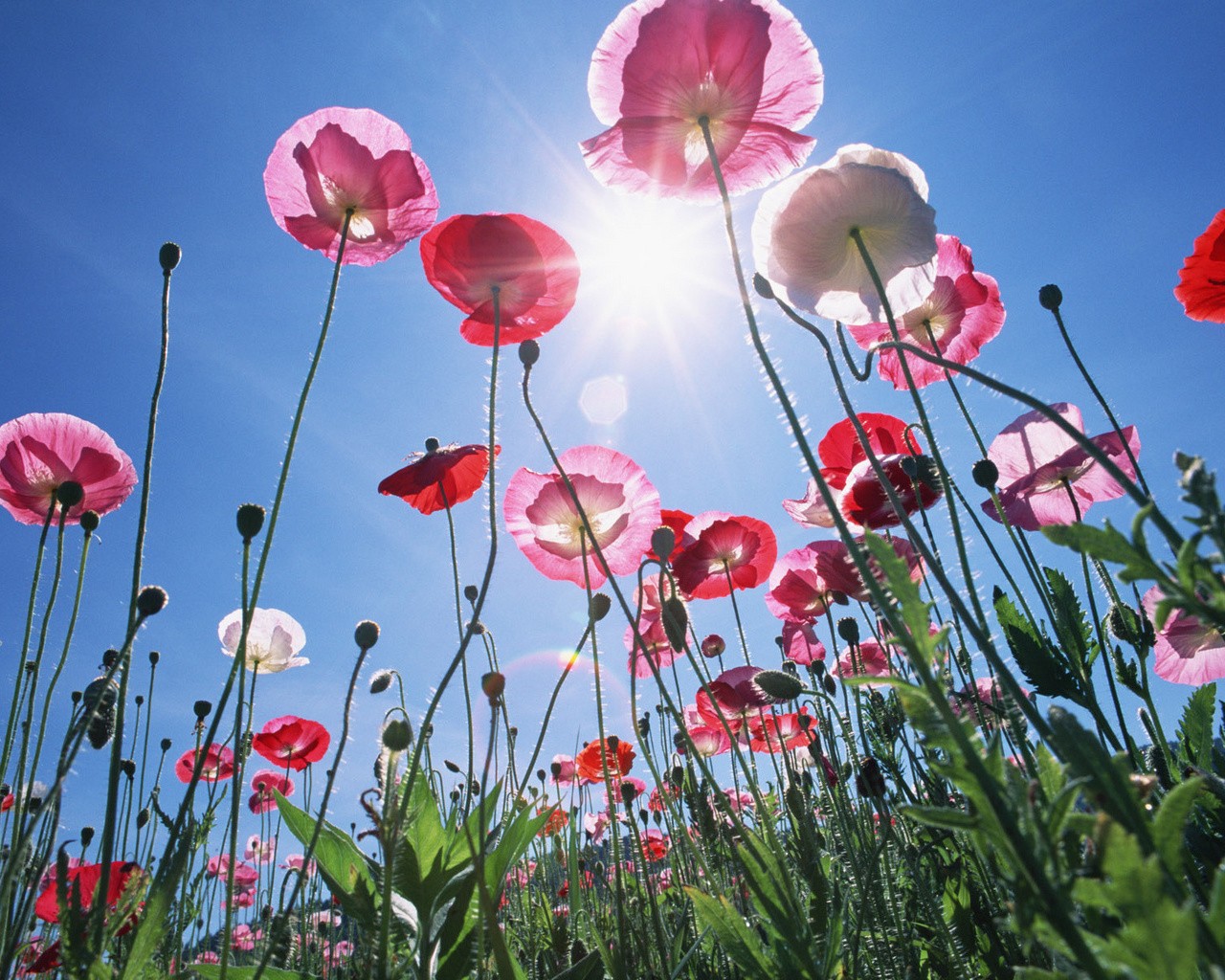 amapolas sol suavemente