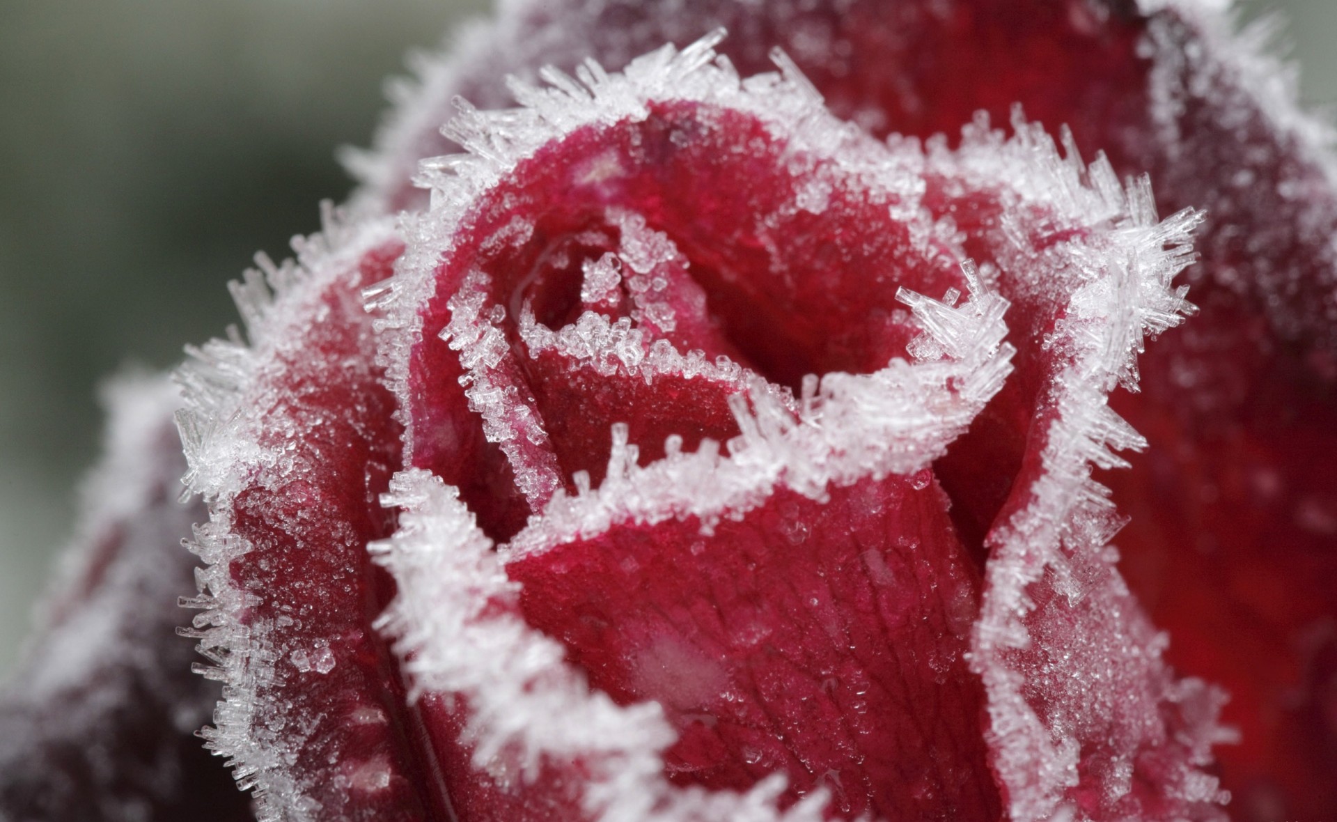 rosa hielo rojo