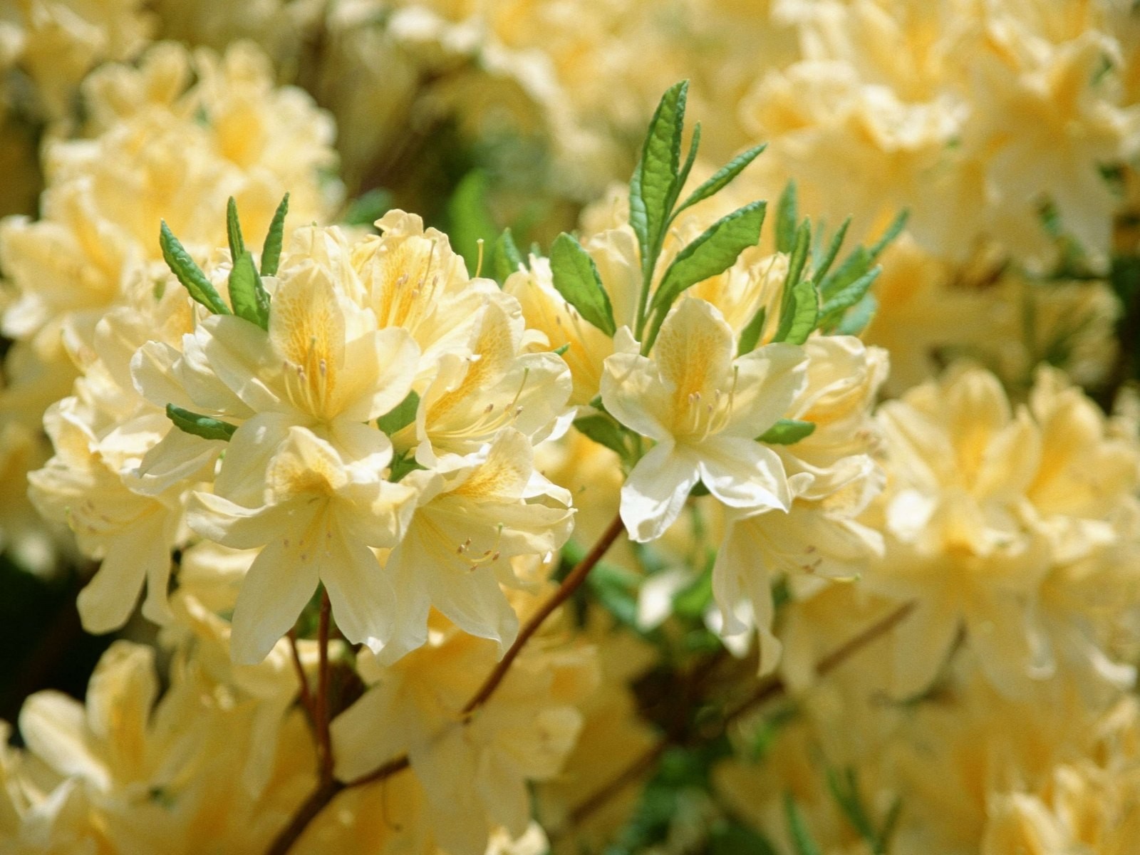 fiori albero in fiore giallo foglie natura