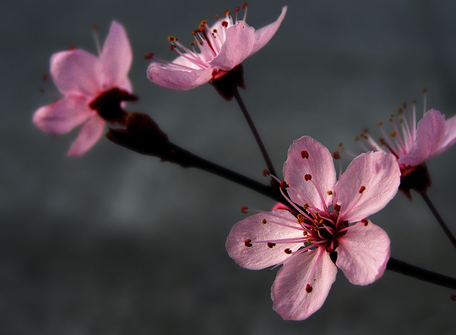 fiori rosa grigio