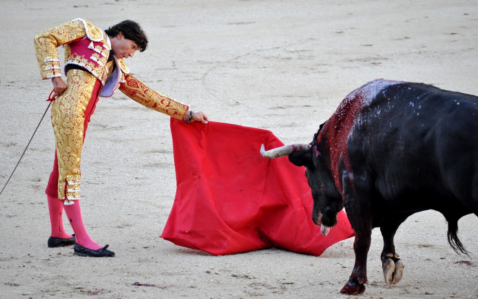 torero toro spagna