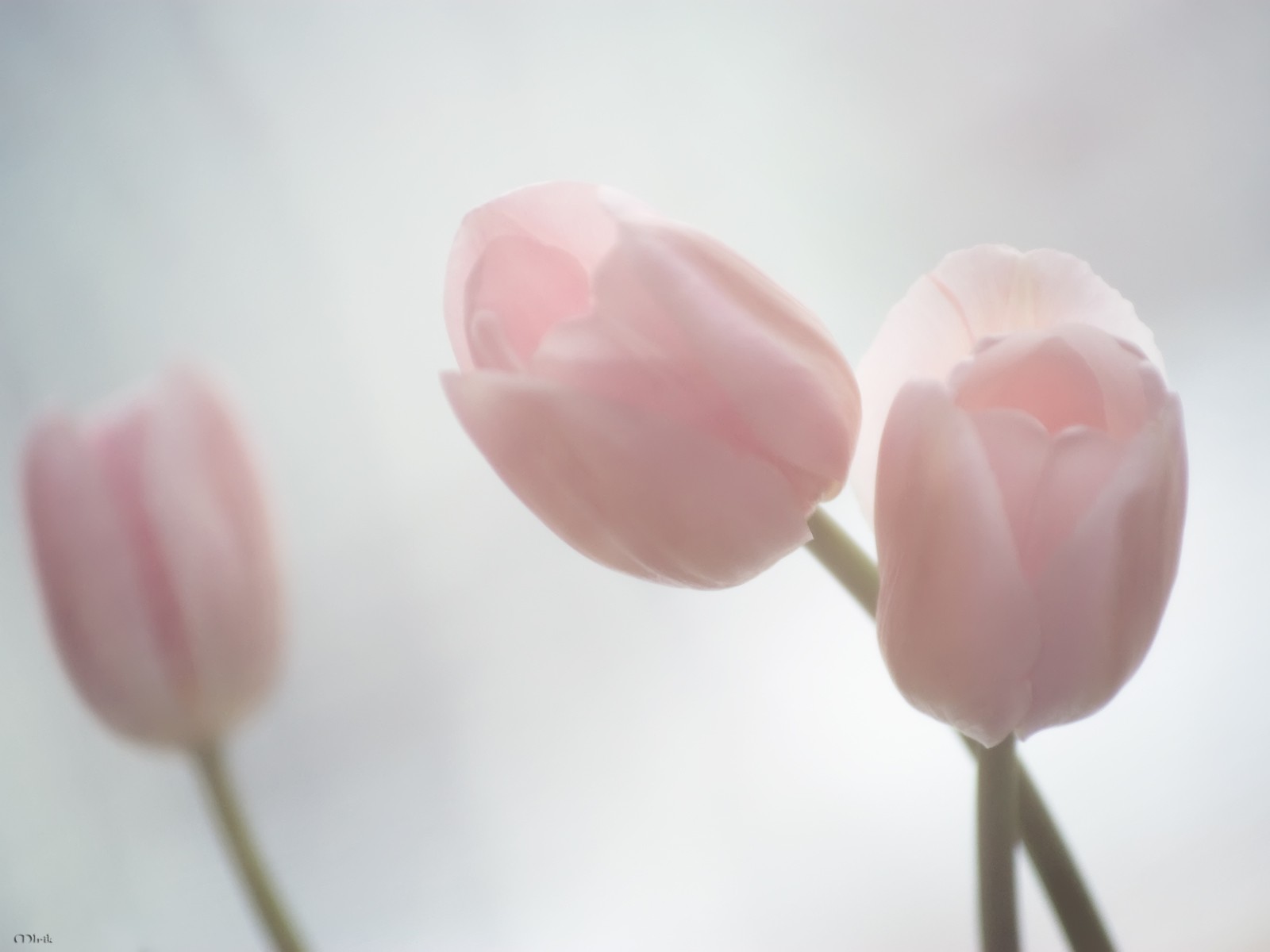 tulipanes rosa ternura