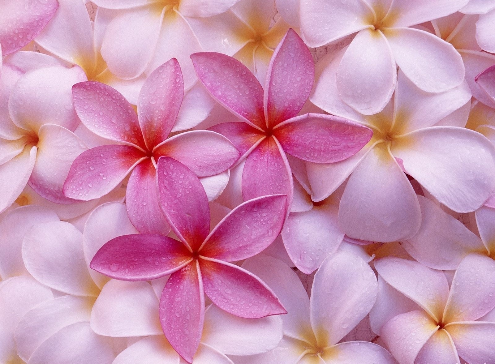 flower background pink