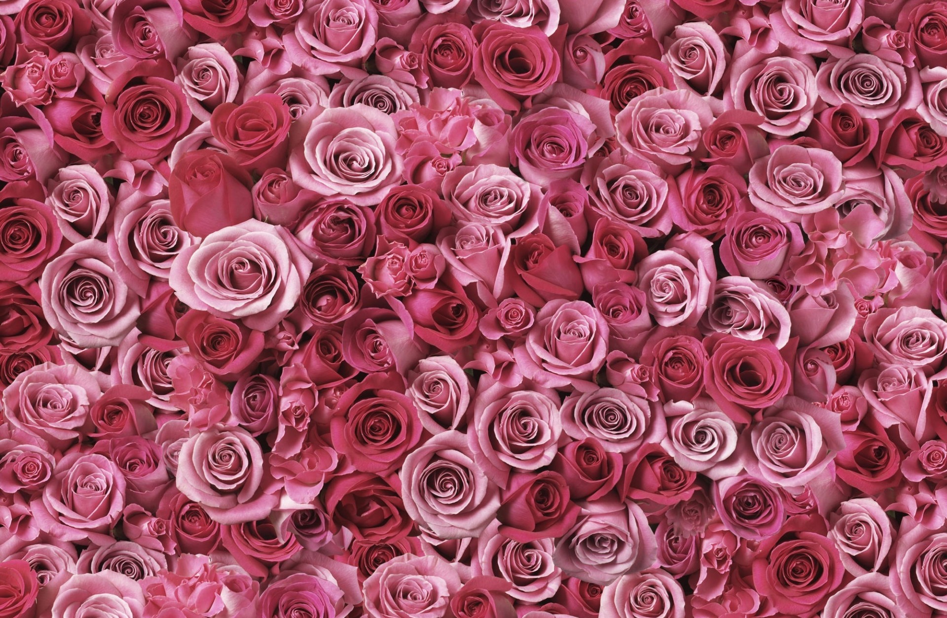 roses placer pink