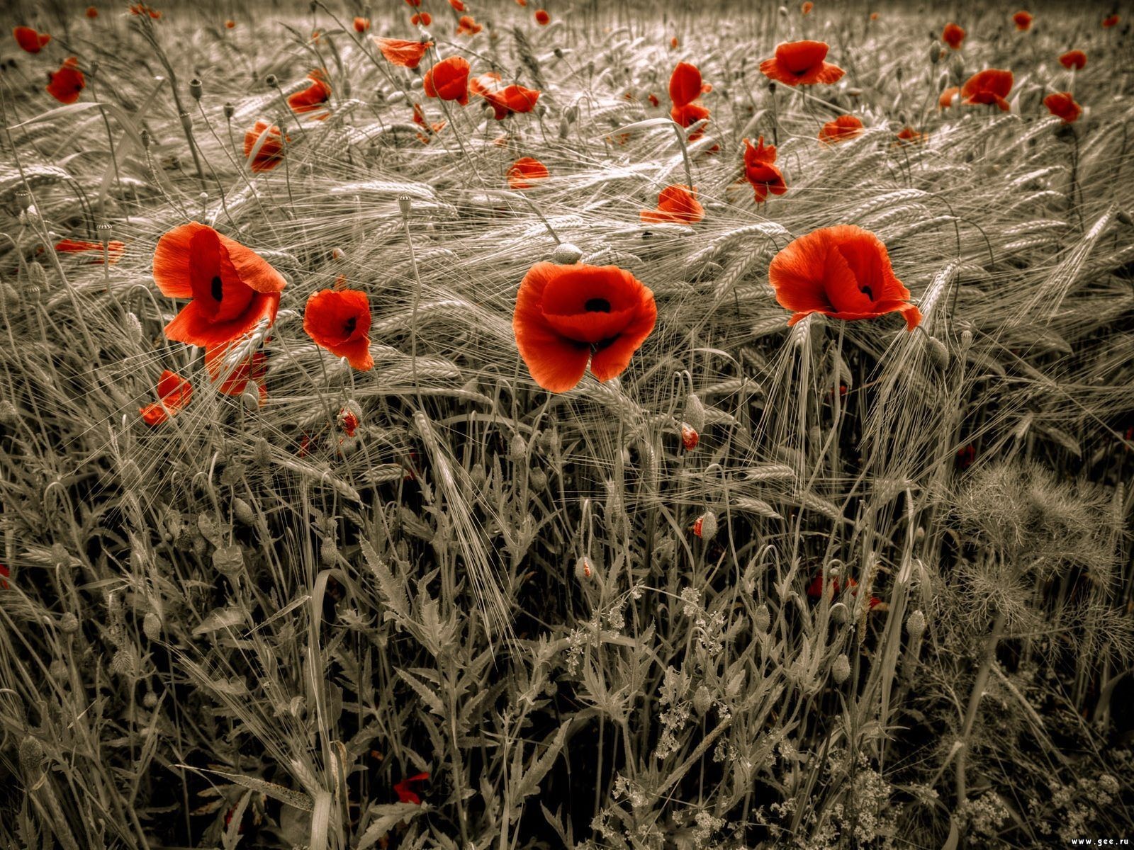 coquelicots rouge