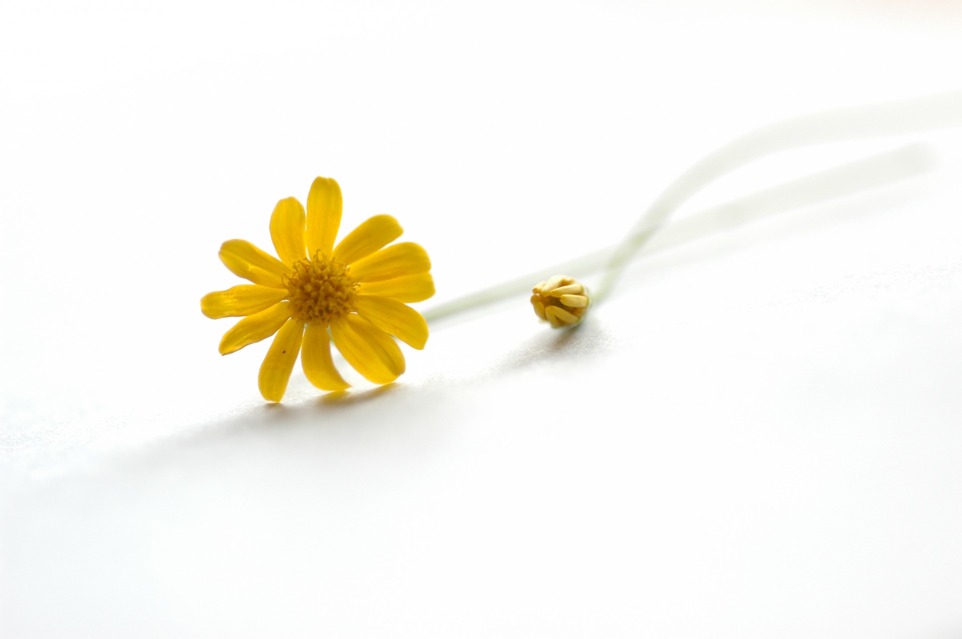 jaune marguerite fond blanc