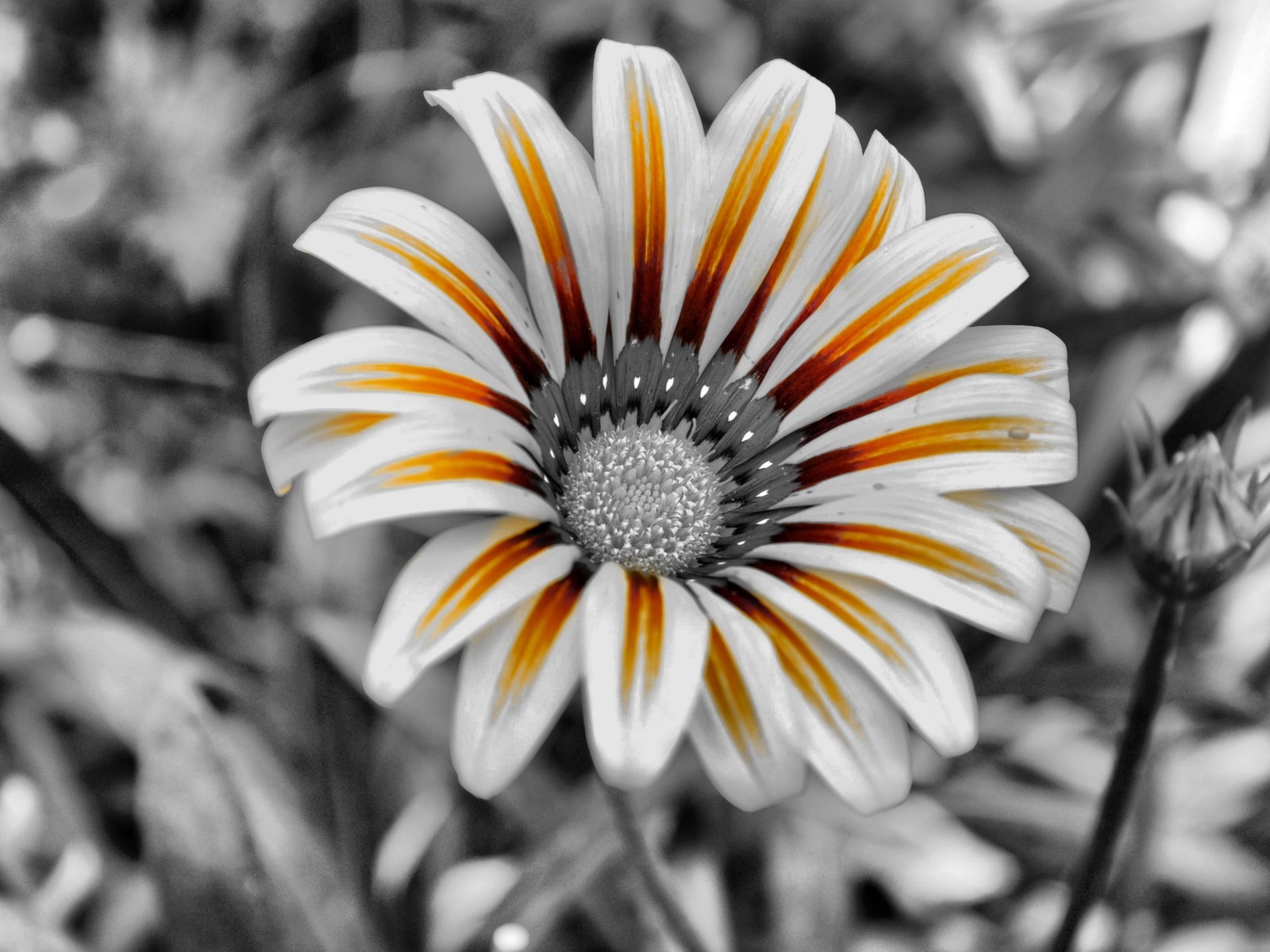 fiore bianco e nero petali