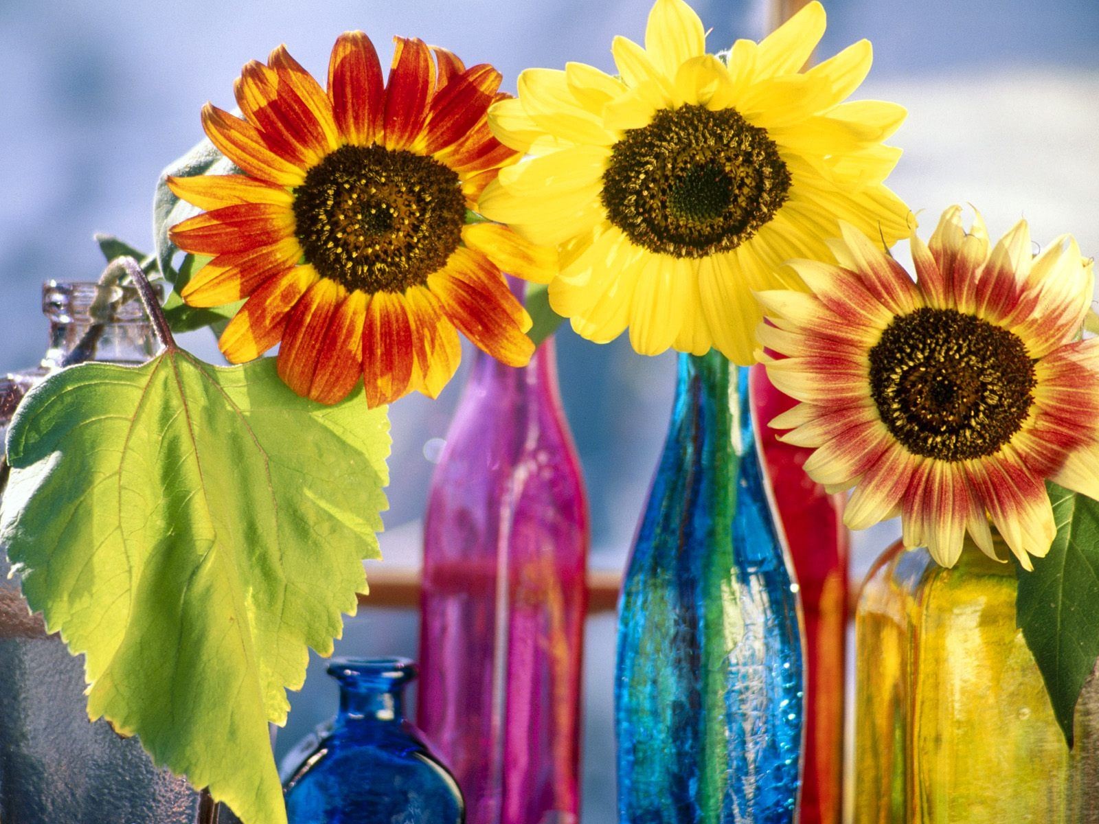 unflowers of the bottle flower