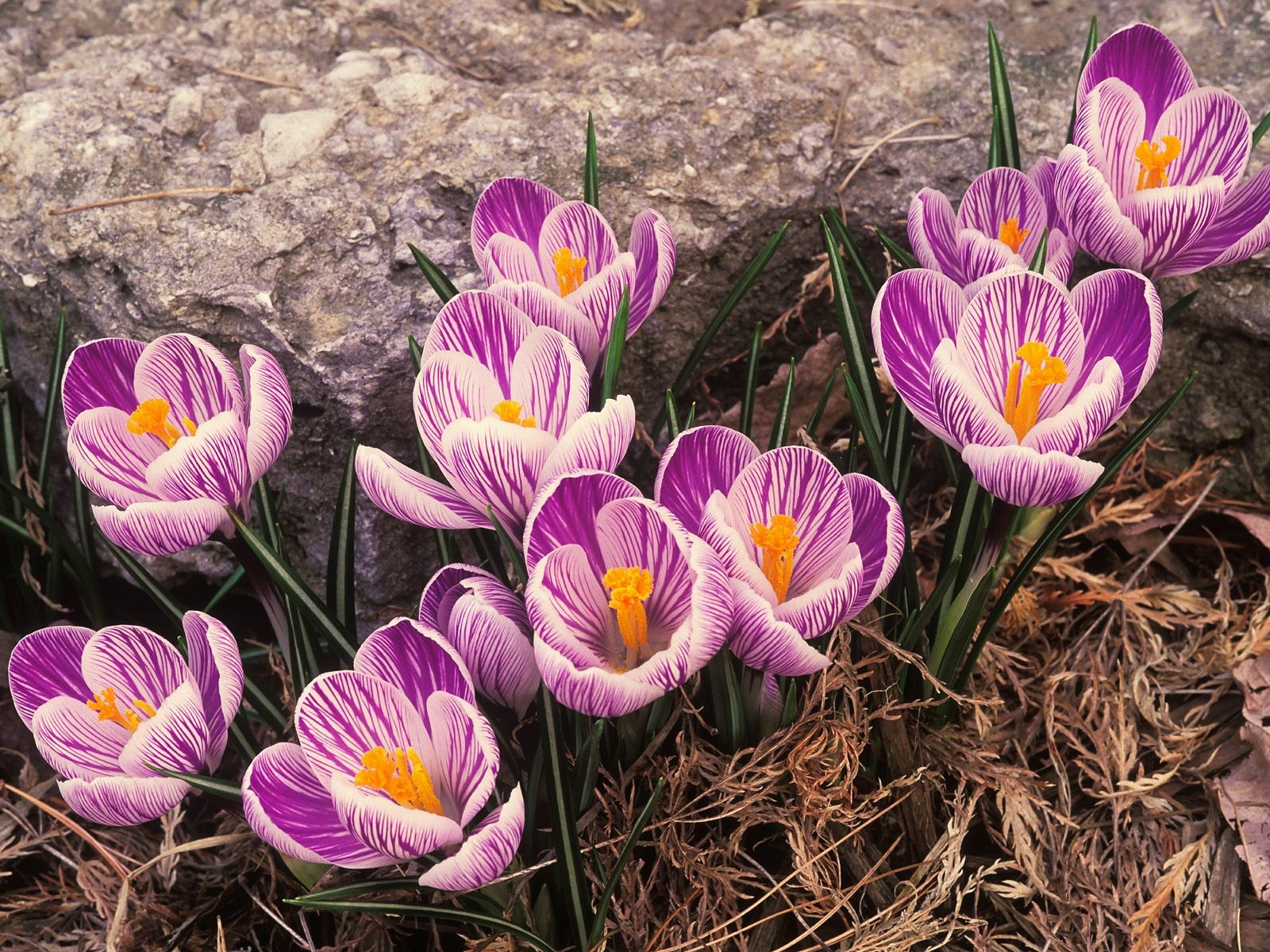 frühling primeln krokusse