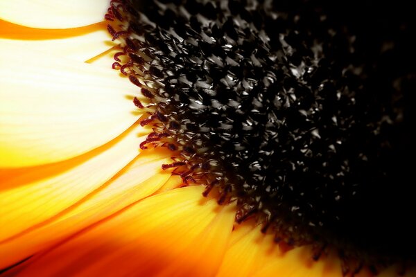 An unusual photo of a summer sunflower