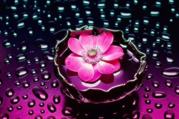 Pink flower in a vase with water on the surface