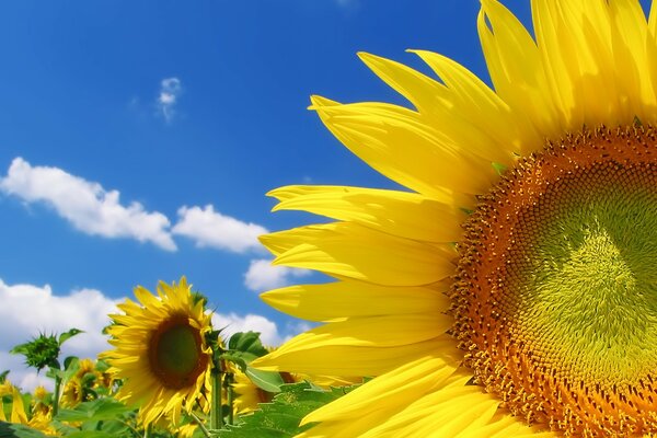 Bright sunflowers in the summer field