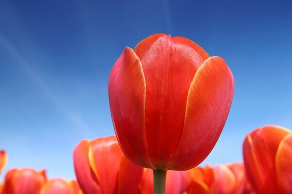 Tulipani rossi contro il cielo