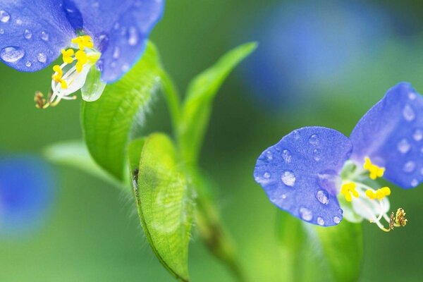 Delicate forest flowers in drops