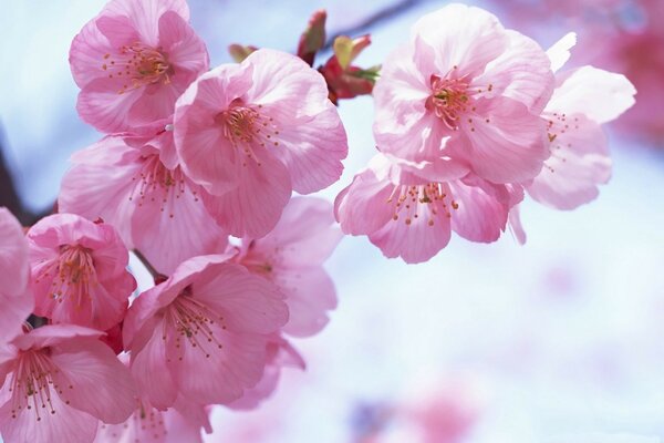 Sakura rosa sobre fondo azul