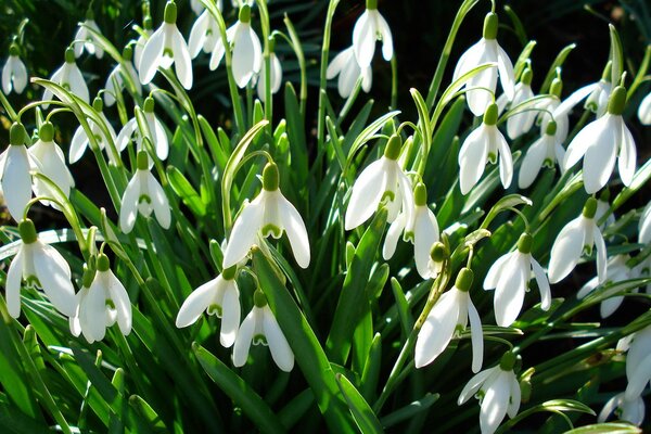 The first spring flowers are snowdrops