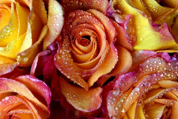 Rosas delicadas con gotas de rocío