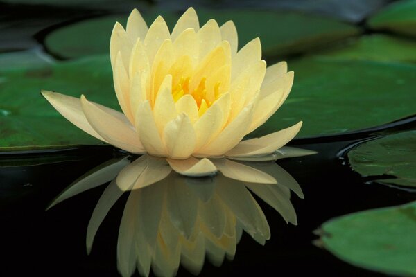 Delicate lily with water lilies on the water surface