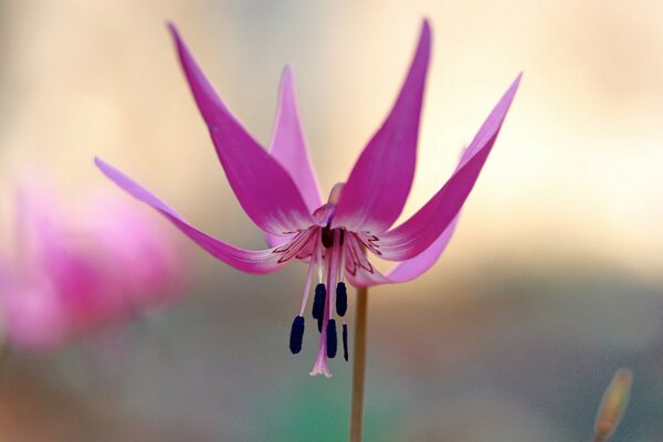 A large flower with its head down