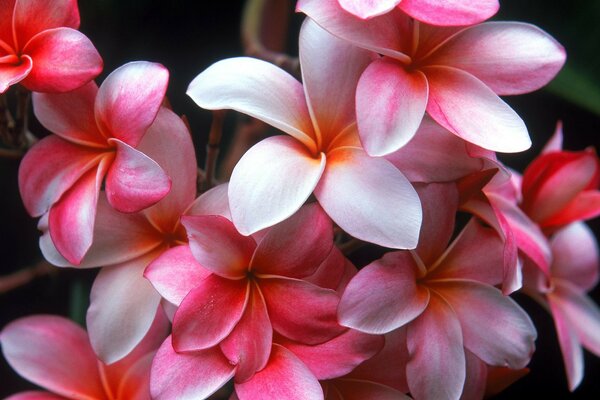 Bellissimo mazzo di fiori rosa