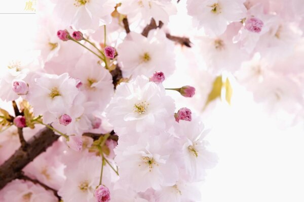 Cherry blossoms. Tenderness and spring