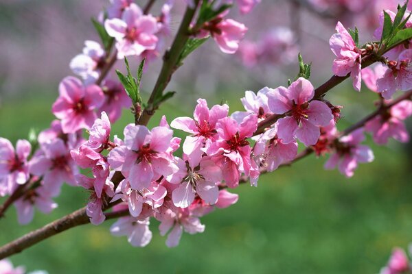 C est le printemps. Branche avec des fleurs roses. Macro