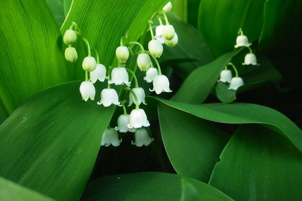 Cloches blanches de muguet tendre sur fond vert de feuilles