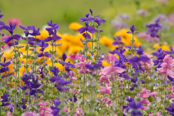 Wildblumen an einem Sommertag