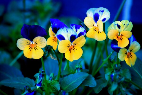 Yellow and blue pansies