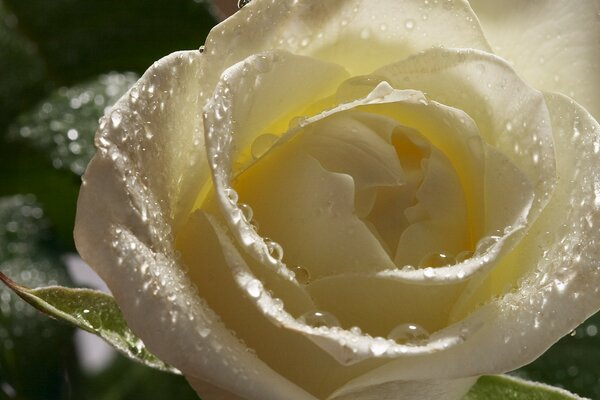 Creamy white rose in dew drops