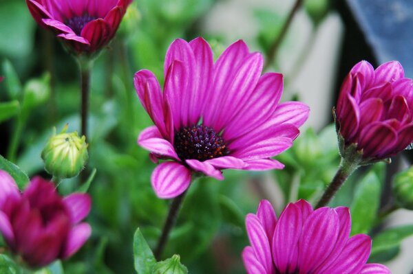 Las flores de color lila florecen y se extienden hacia el sol