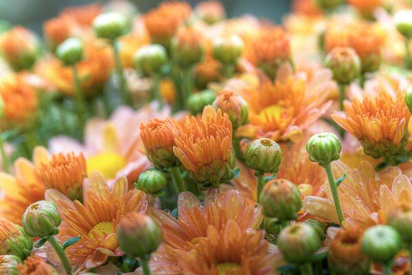 Gemme di gerbera. Riprese macro