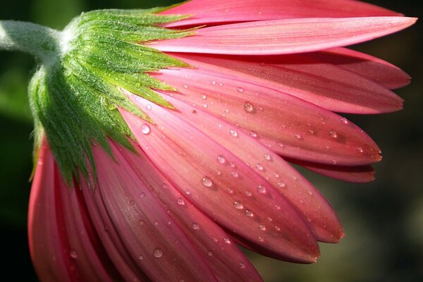 Petals with dew drops in the rays of the sun