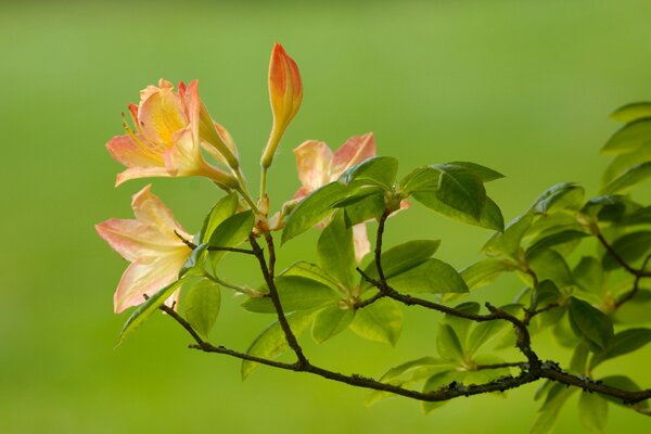 Orange flowers on a green branch