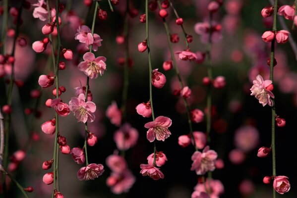 I fiori di ciliegio sono affascinanti. Una favola!