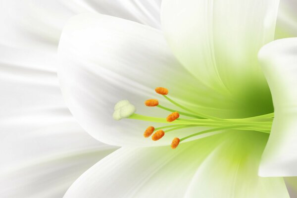 Beautiful pale white lily