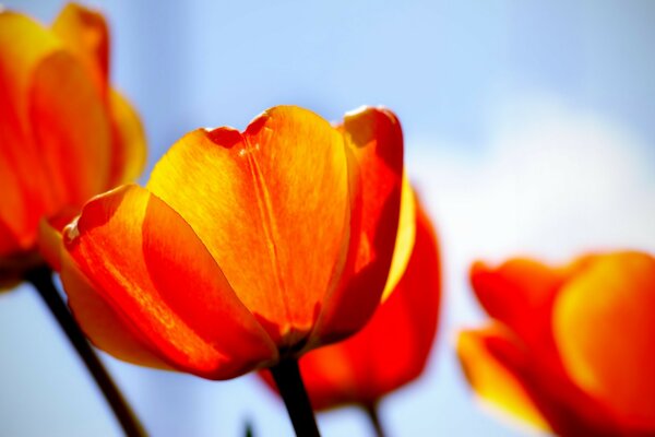 Tulpen, die ihre Köpfe zur Sonne ziehen