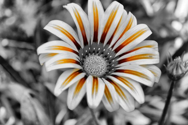 White-orange flower on a black-and-white background