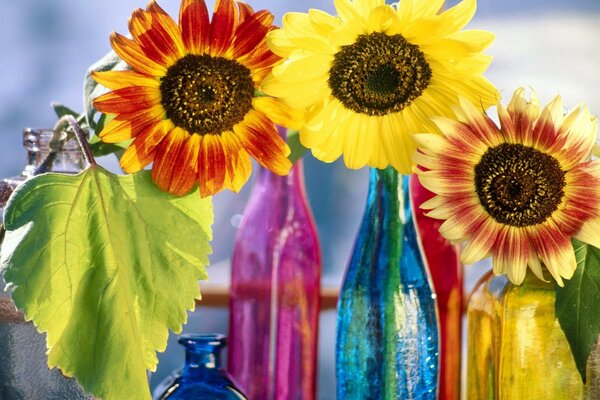 Bunte Sonnenblumen in bunten Flaschen