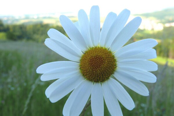 White daisy in the field close-up