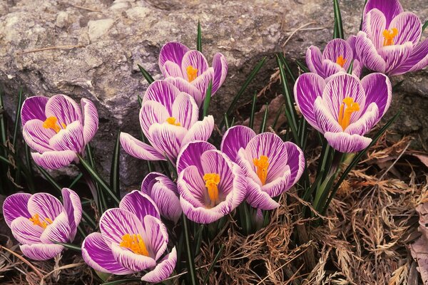 Die Primeln der Krokusse blühten im Frühling