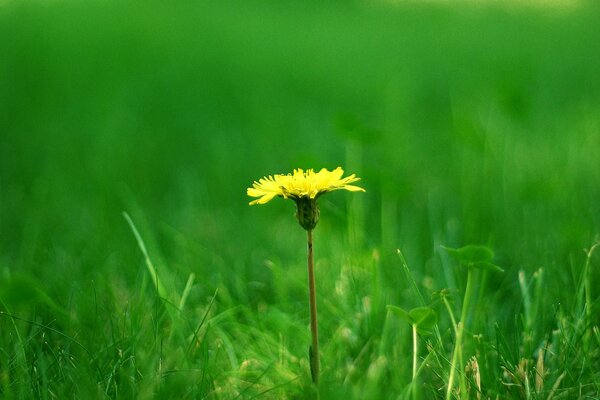 A lonely yellow dandelion in a green clearing