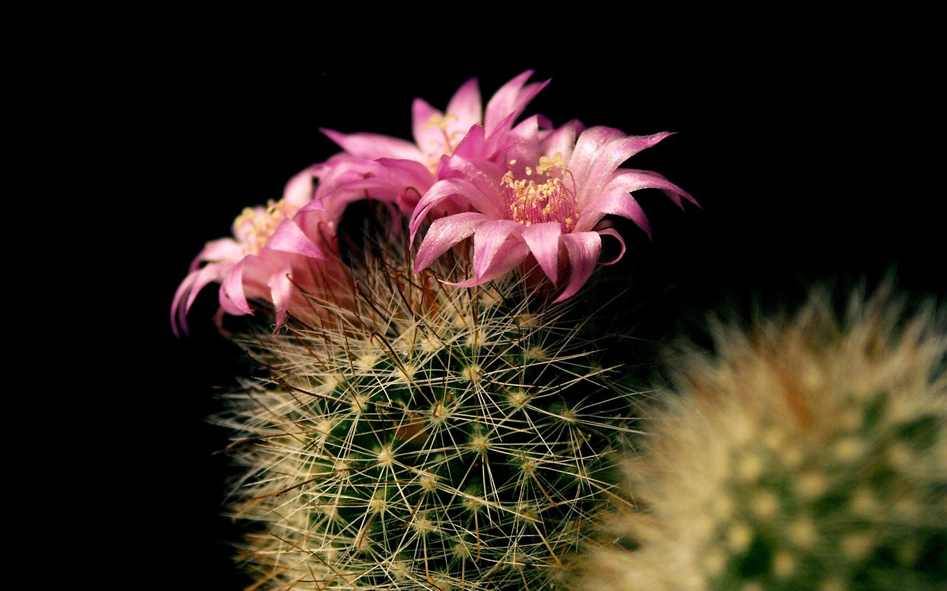 blossoming cactus here a