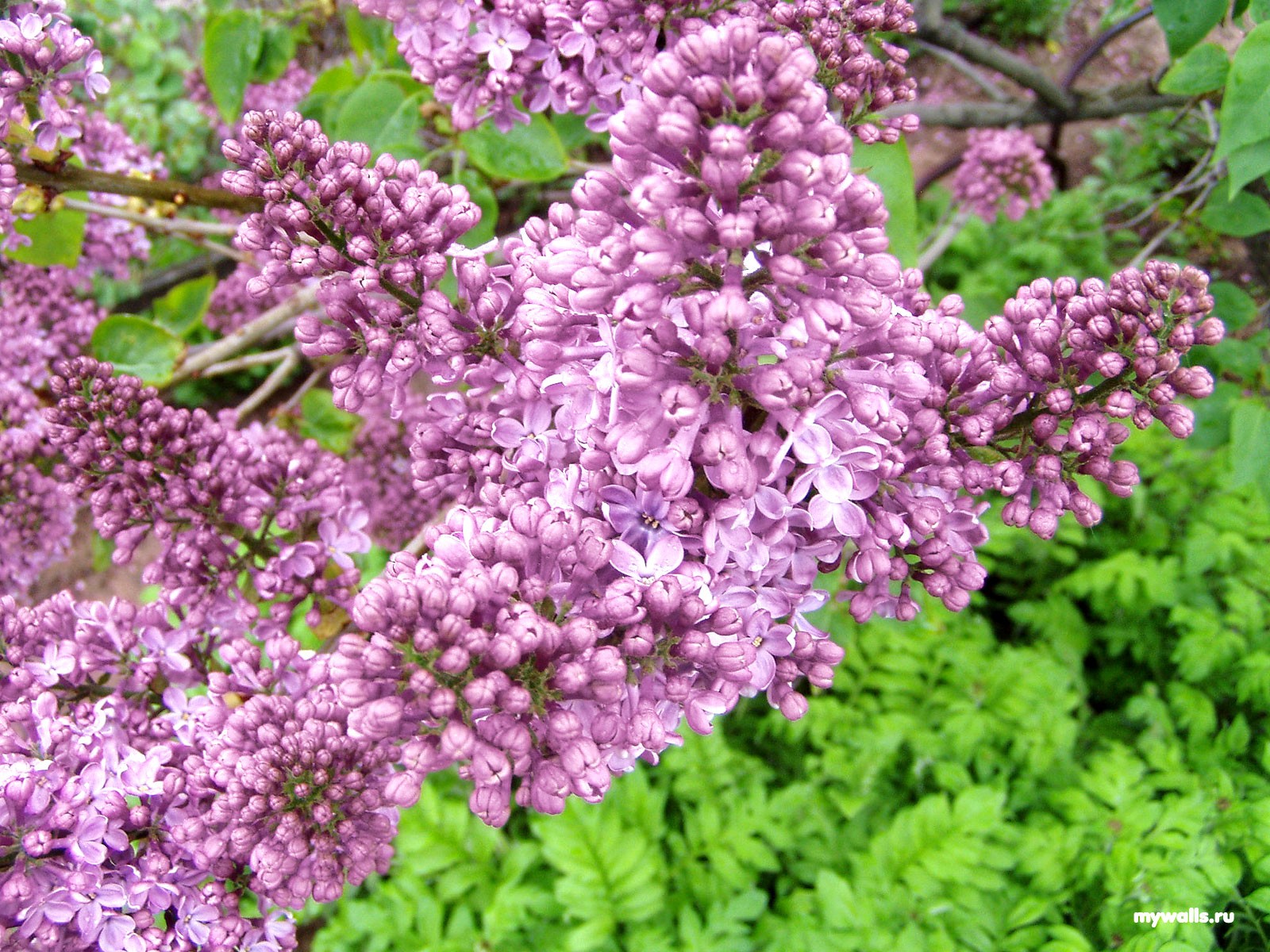 lilac bush bloom