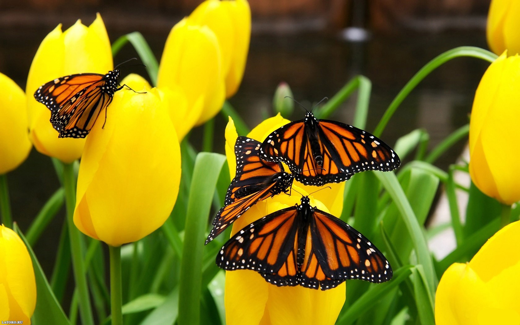 schmetterlinge tulpen natur